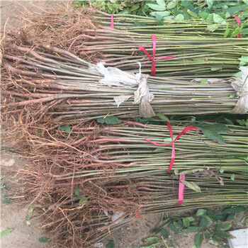 香椿苗品種大棚樹(shù)苗基地
