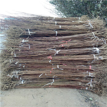 日本李王李子苗種植育苗基地出售
