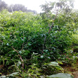 天津马牙枣枣树苗栽培介绍图片