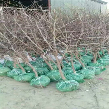 西藏雞心棗棗樹苗供應(yīng)商