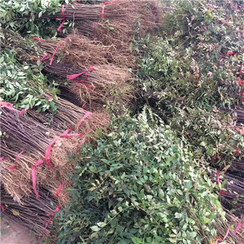 云南大紅袍花椒苗盆栽