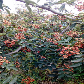 湖南80公分花椒苗基地