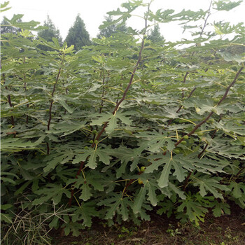 無花果小苗密植栽培