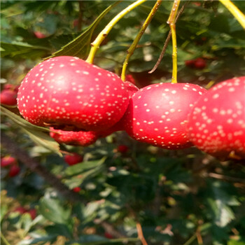甜紅籽山楂苗基地報價