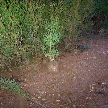 西藏側柏苗春季管理