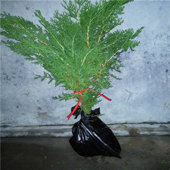 天津今年側(cè)柏苗行情咋樣