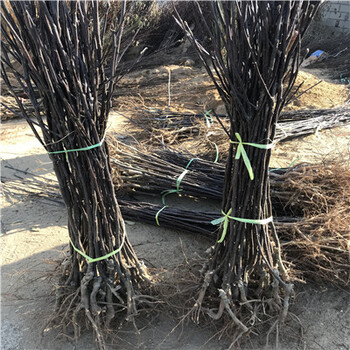 梨樹實生苗生產基地
