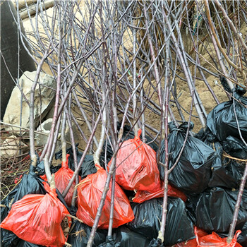 美國8號(hào)蘋果苗成熟期幾月份成熟。