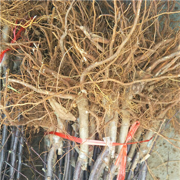 中熟品種蘋果苗，新紅星蘋果苗價(jià)格咨詢。