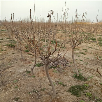 秋月梨樹苗，全紅梨樹苗價(jià)格優(yōu)惠批發(fā)。