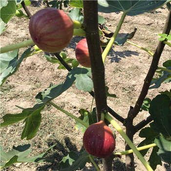 重庆无花果苗基地，青皮无花果苗目前报价