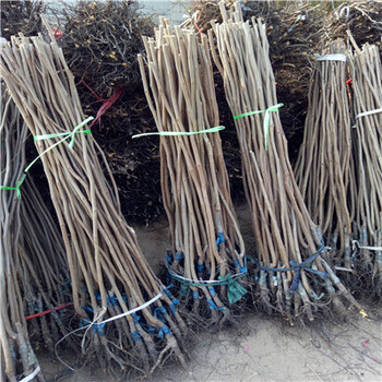 陽(yáng)豐甜柿苗2019年柿苗價(jià)格，哪里便宜。