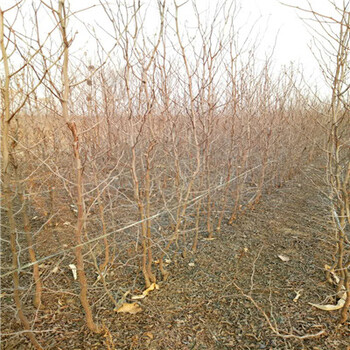 大青棗棗樹(shù)苗什么時(shí)間栽植好。