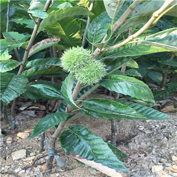 泰山一號板栗苗幾年結果，見成效。