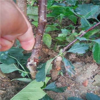 鶴壁品種山楂苗，大棉球山楂苗出售。