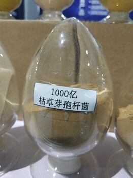 供应微生物肥料菌种枯草芽孢杆菌1000亿/克