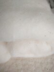 厂家直销有机棉生态棉生物棉无污染棉