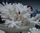 云南哪里可以鉴定古董古玩，珊瑚值钱吗？