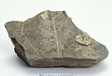 云南哪里可以鉴定化石，化石值钱吗？