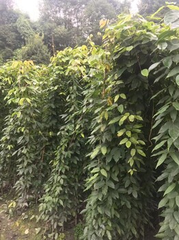 重慶油麻藤種植基地出售油麻藤工程苗常綠杯苗爬山虎