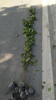常綠油麻藤批發(fā)基地杯苗常年批發(fā)長度2米