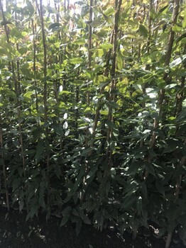 紫藤油麻藤爬山虎角騰血藤批發(fā)基地各種爬藤植物產(chǎn)地