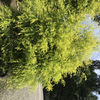 千層金百萬(wàn)畝工程苗批發(fā)基地，一株也批發(fā)哦