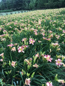 常綠萱草是觀花植物得吃好哦，成都是批發(fā)基地