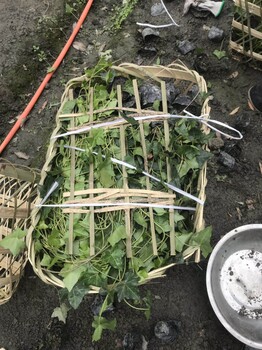 長度0.3-2米長度的爬山虎杯苗基地四季常綠爬墻高手哦