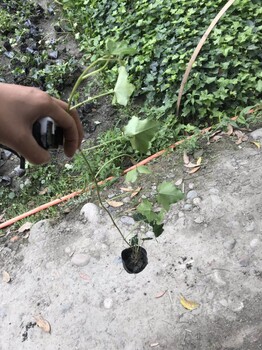 種植基地幾十畝的爬山虎工程苗杯苗以及五葉地錦批發(fā)基地哦