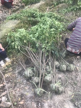 大量批發(fā)黃花槐工程苗以及黃花槐籠子的種植基地農(nóng)戶哦抽啊