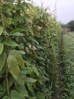 貴州大量批發(fā)油麻藤種植大杯苗長度2米的工程苗