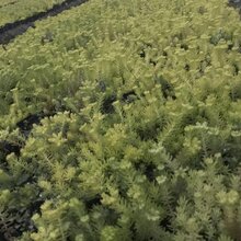 四川百万株佛甲草杯苗的批发基地哦小杯子的工程苗价格便宜图片