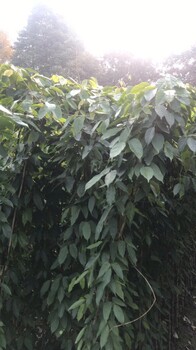 藤本植物重慶爬山虎油麻藤種植基地批發(fā)工程苗
