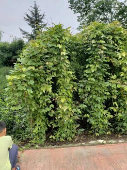 雀兒花大血藤藤本植物之油麻藤杯苗批發(fā)基地哦