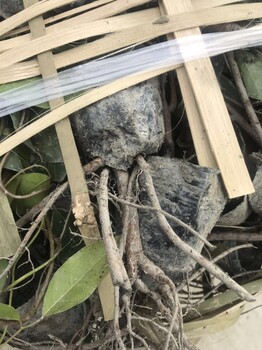 常春油麻藤批發(fā)基地就在四川成都哦數(shù)量幾百萬的工程苗
