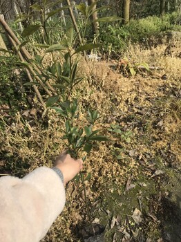 小葉楨楠袋苗的苗圃基地就在四川哦產(chǎn)地價格合理