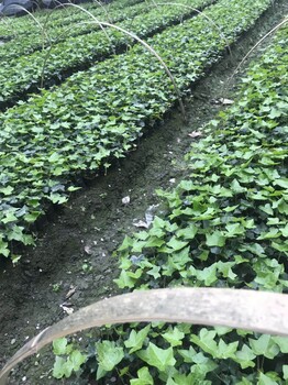 批發(fā)爬山虎小苗的批發(fā)基地就在四川成都工程苗哦