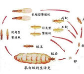 东莞白蚁灭治，白蚁预防