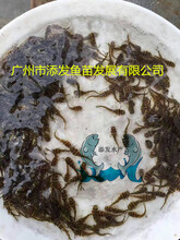 黄颡鱼苗黄骨鱼苗
