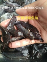塘鲺鱼苗胡子鲶鱼苗