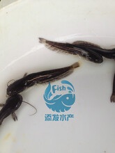 大口鲶鱼苗，鲶鱼苗