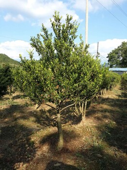 东北草坪道路绿化大连花卉