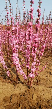 附近草坪街道绿化鞍山花卉