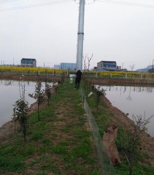 激光驱鸟器，大范围驱鸟新技术，高科技驱鸟器