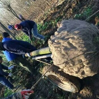 河北安平县恩尔树根移植网树根移栽网包土球铁丝网