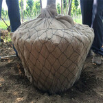 北京提供树根网，包树网，包土球网样品