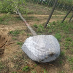 增加树木寿命树根网，包树网，铁丝网