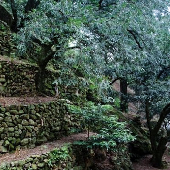 香榧旅游，江西是一個好去處