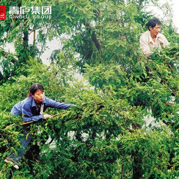 坚果香榧子即将上市，然而贵的不只是果子还有……